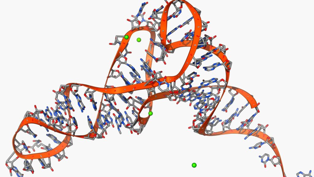 which of these is responsible for catalyzing the formation of an rna primer?