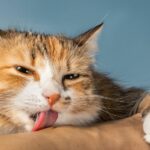Understanding Cat’s Behavior: Why Does My Cat Lick Me When I Scratch Her Back?