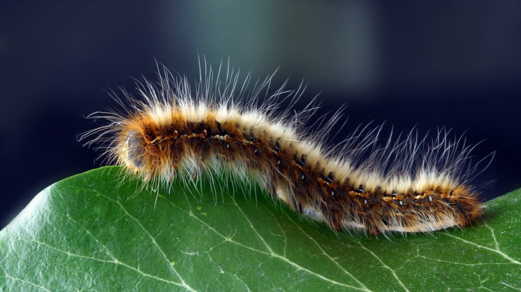 what happens if a caterpillar does not make a cocoon